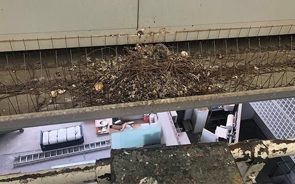 Spikes being used unsuccessfully to stop nesting 